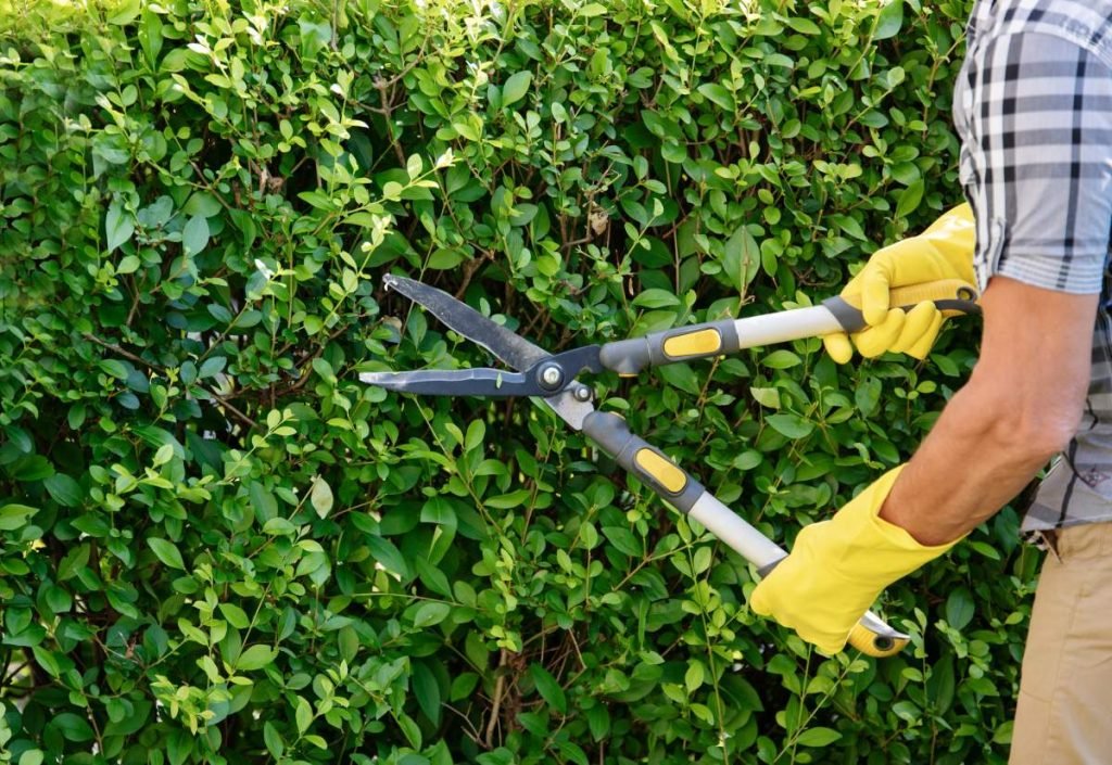 How to Avoid Fatigue When Trimming Hedges: Expert Energy Tips - YardGears