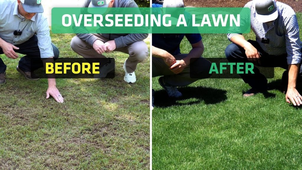 How to Overseed Lawn Step by Step: Ultimate Guide for a Lush Yard ...