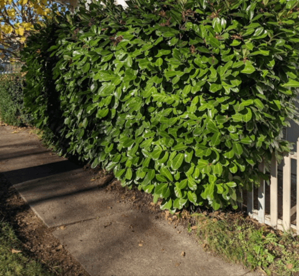 How to Trim Hedges along Sidewalks: Expert Tips for Perfect Edges ...