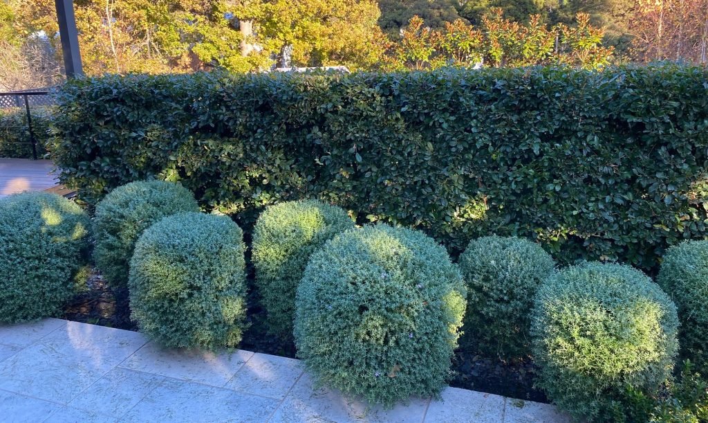 How to Trim Hedges in Formal Gardens: Expert Tips for Perfect Shapes ...