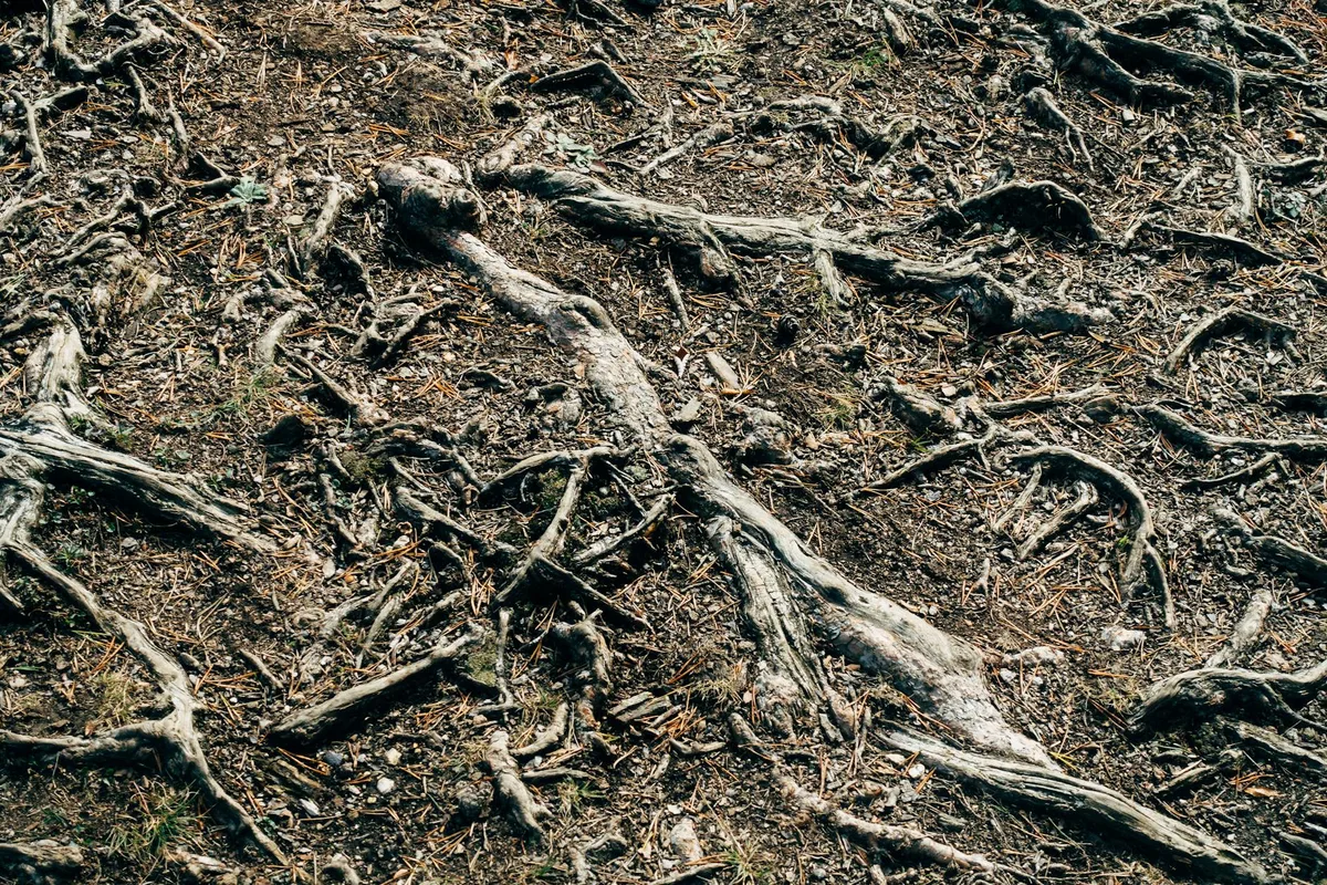 Bermuda grass rhizomes stolons
