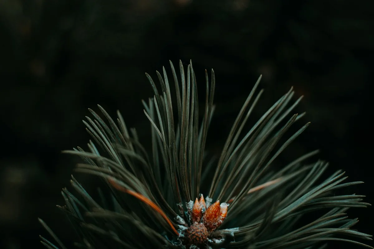 Best Rakes for Pine Needles