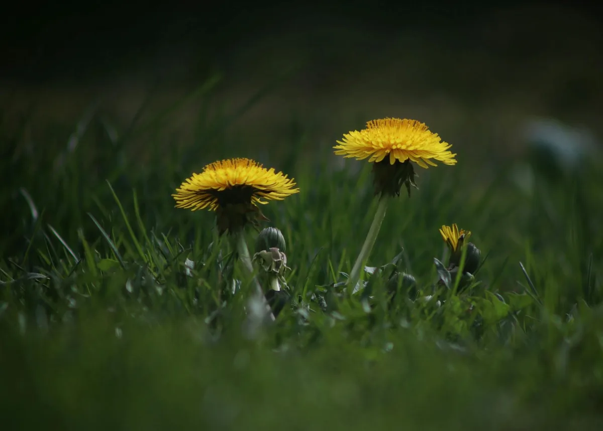fall vs spring dandelion control