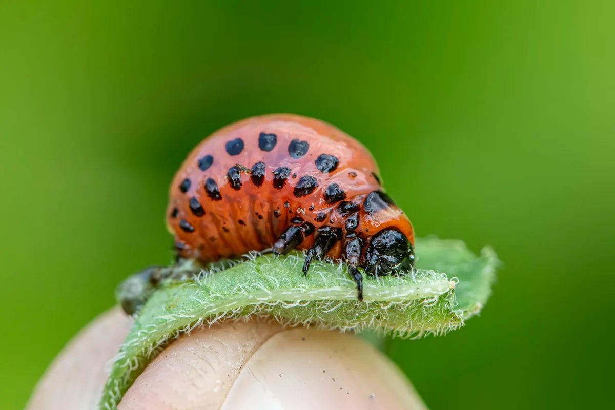 Japanese beetle larvae white grubs
