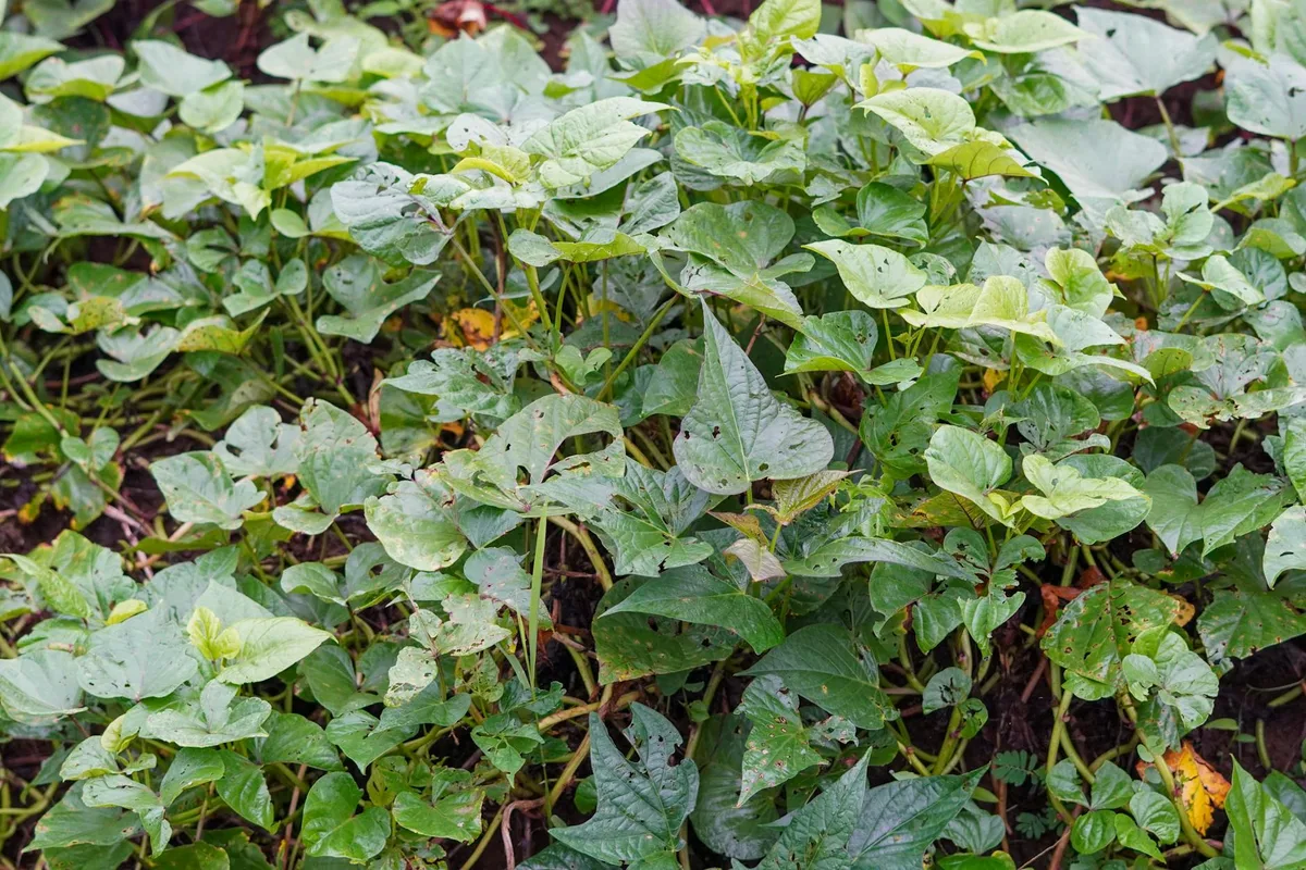 organic weed killer vinegar solution