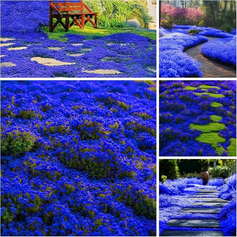 29,000+ Heirloom Creeping Thyme Seeds, Thymus Serpyllum, Perennial Gro