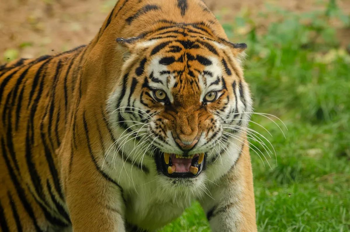 Scag Tiger Cat zero turn mower