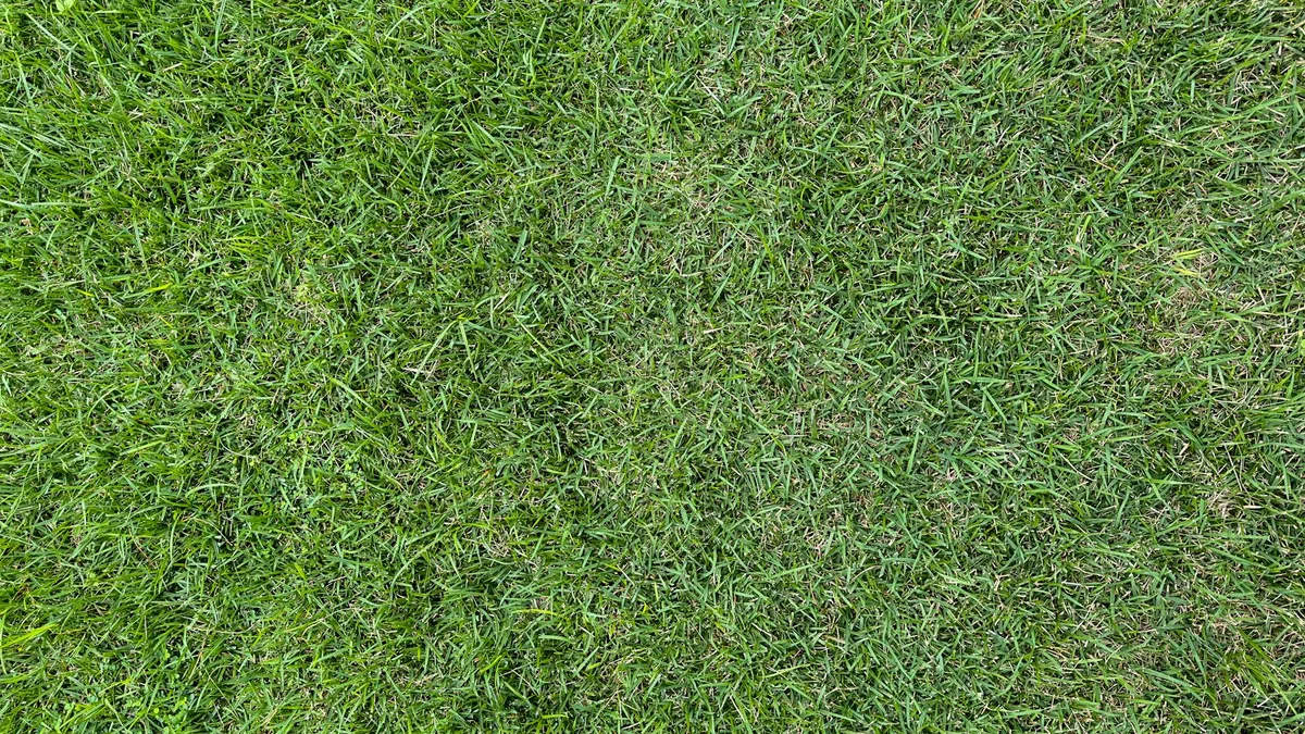 sod vs seed comparison