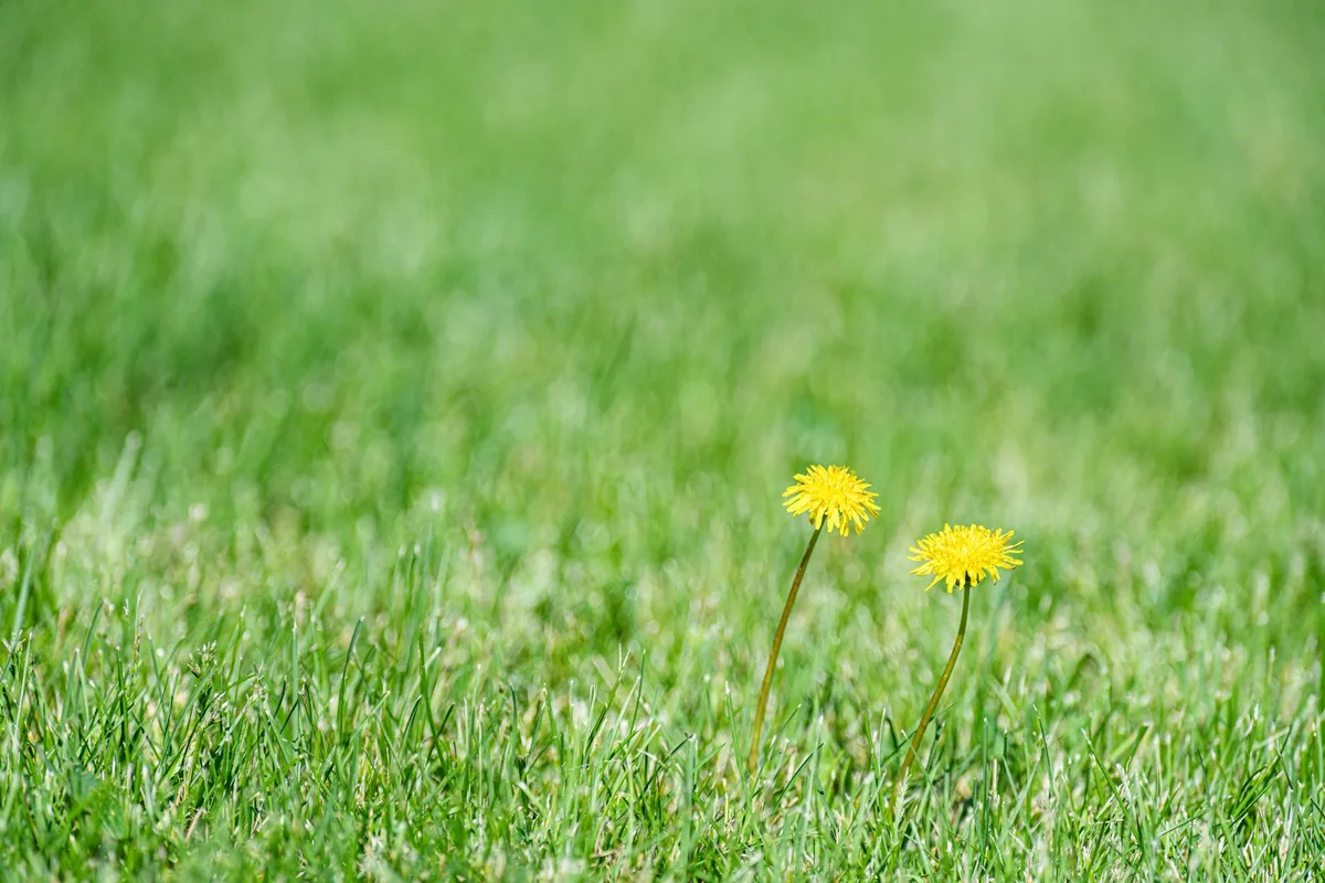 what is the best lawn weed killer