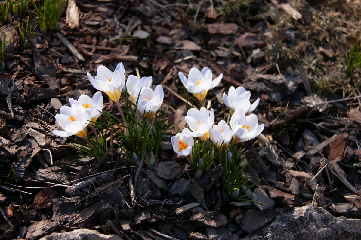 what is the best pre emergent for flower beds
