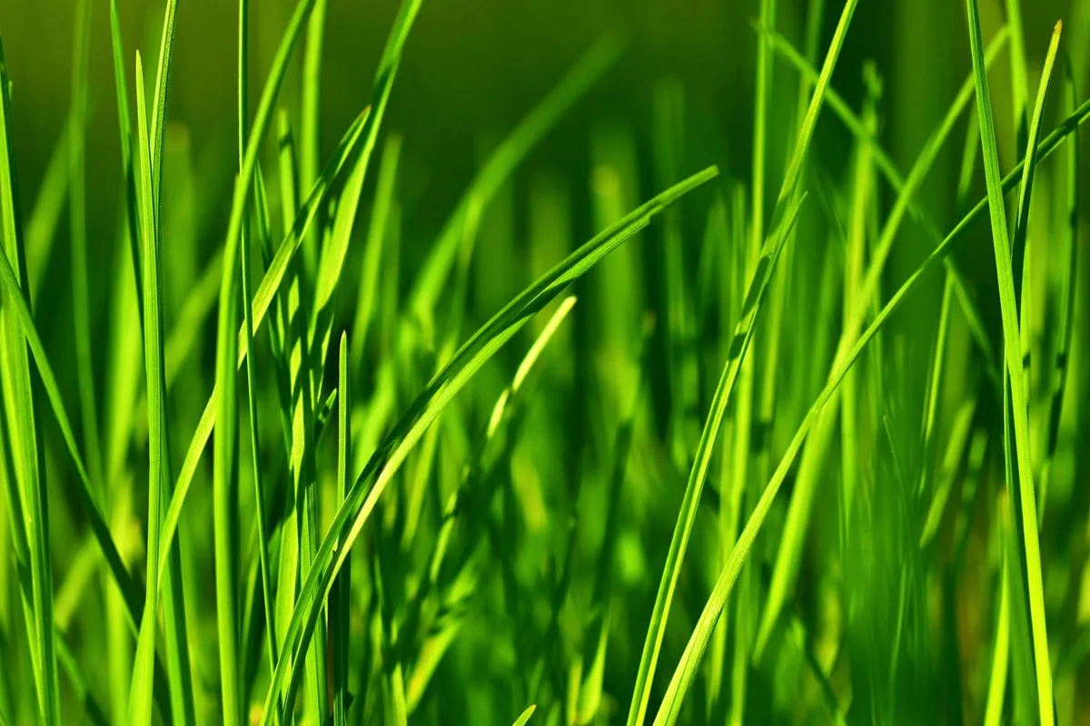 when is the best time to plant fescue grass