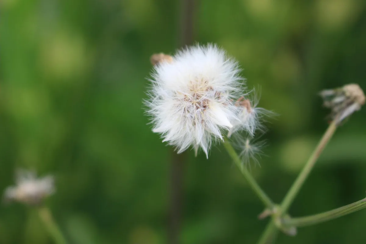 when is the best time to spray for dandelions