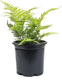 Autumn Fern Plants Live Outdoor
