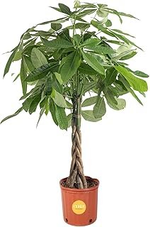 Costa Farms Live Money Tree (Pachira