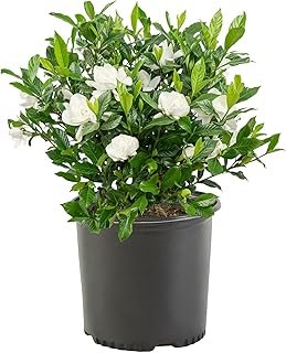 Shrub 2.5 Qt August Beauty Gardenia